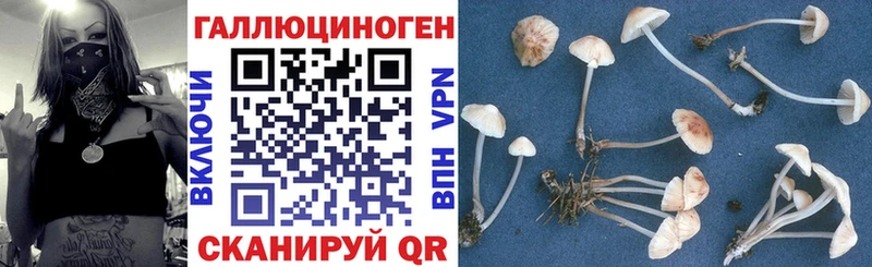 Псилоцибиновые грибы Psilocybe  где продают   Плавск 